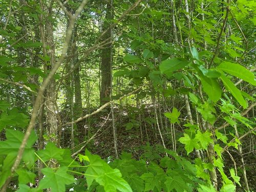 Lot 13 Apache Rd, Jamestown, TN, 38556 | Card Image