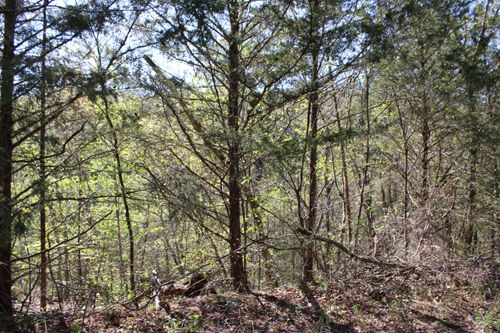 Lot #25 Gumbo Woods, Shell Knob, MO, 65747 | Card Image