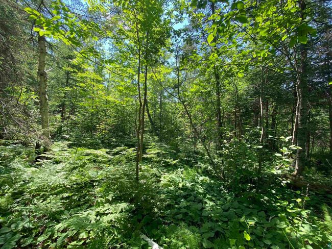57 Munger Shaw Rd, Home with 0 bedrooms, 0 bathrooms and null parking in Saginaw MN | Image 29