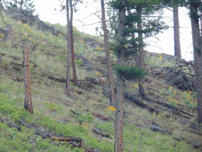 27235 Lazy Springs Rd, Home with 0 bedrooms, 0 bathrooms and null parking in Clinton MT | Image 93