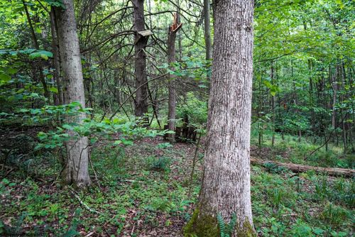 Lot 130 Laurel Loop, Bruceton Mills, WV, 26525-2203 | Card Image