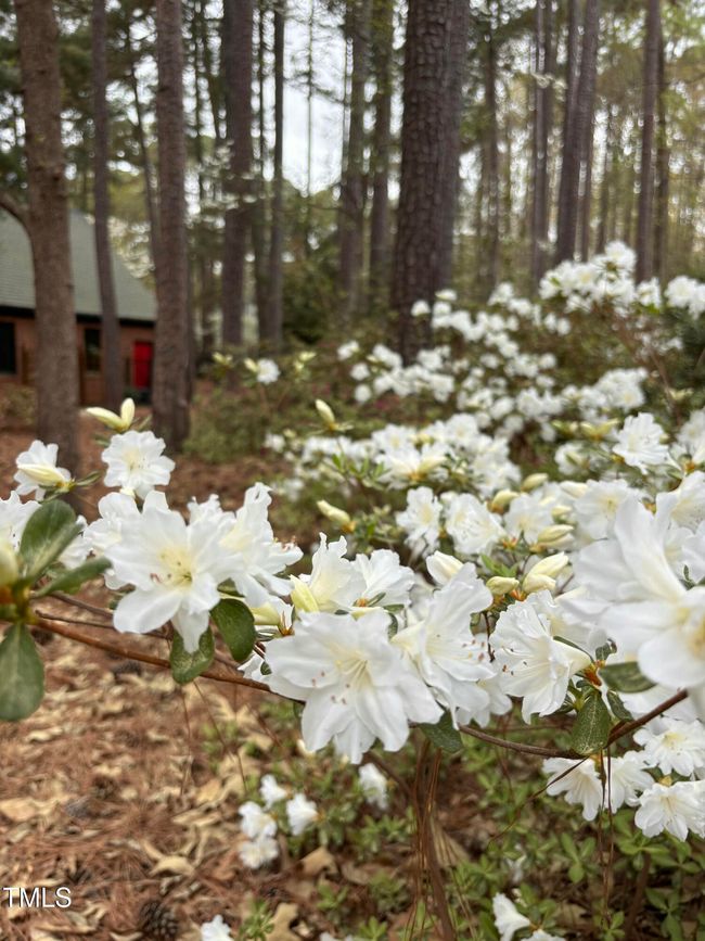Backyard Flowers | Image 44