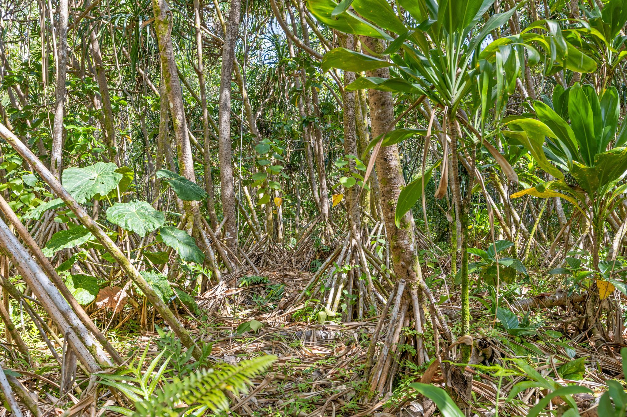 Land in Pahoa 3