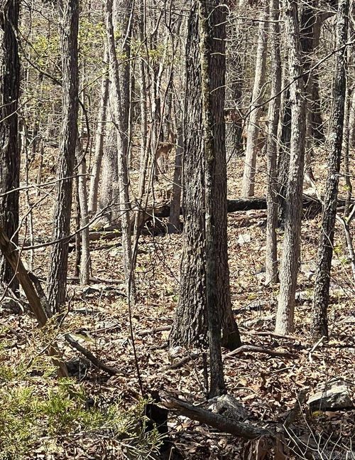 422 Hiawatha Cir, Horseshoe Bend, AR, 72512 | Card Image