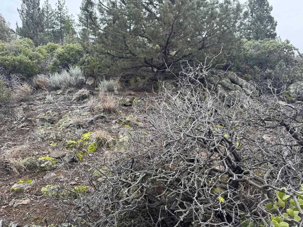 Land in Weed