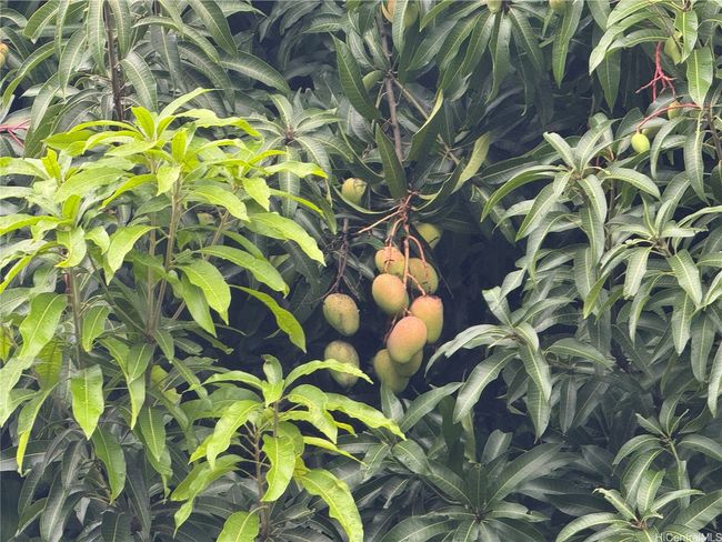 mature mango tree in bloom | Image 22