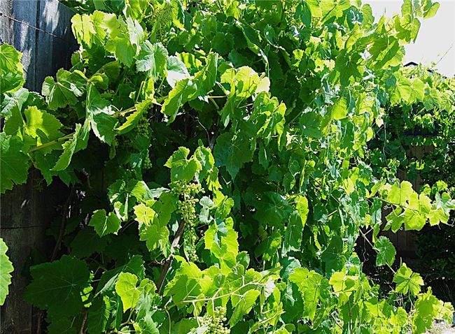 Grapevine in back yard | Image 36