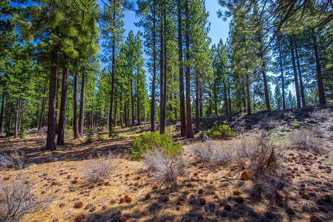 524 Lars Haugen, Home with 0 bedrooms, 0 bathrooms and null parking in Truckee CA | Image 10