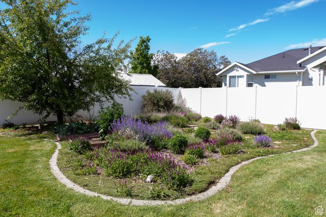 View of wildflower bed and apple tree | Image 36