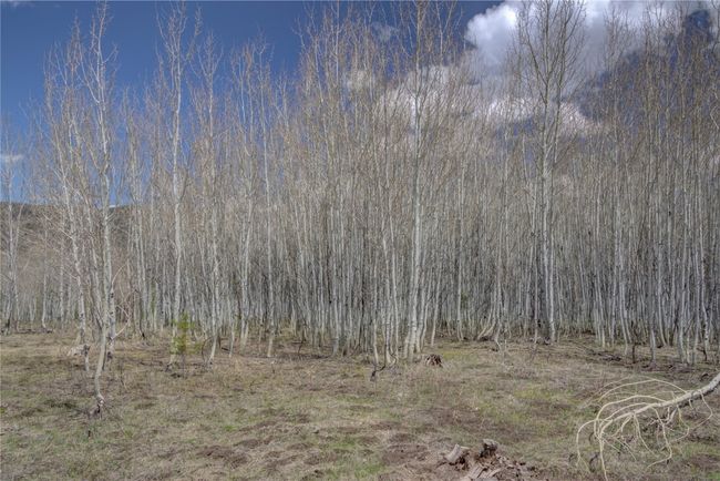 View of local wilderness | Image 17