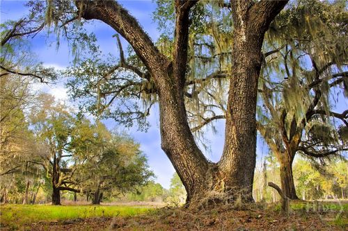 1 Williams Retreat, Savannah, GA, 31419 | Card Image