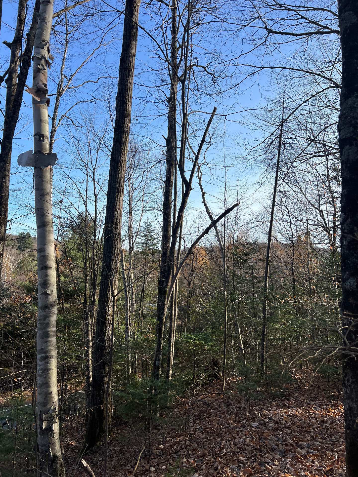 Land in Brownsburg-Chatham 2