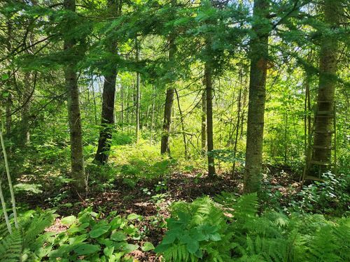 XXX Creek Trl, Bayfield, WI, 54814 | Card Image