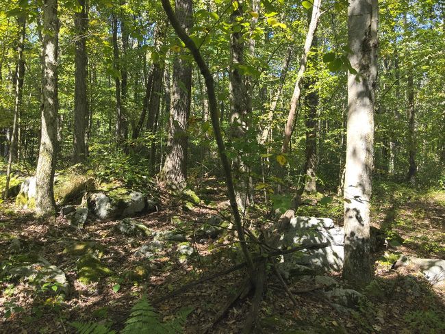 0 Forest Rd, Home with 0 bedrooms, 0 bathrooms and null parking in Boswell PA | Image 6