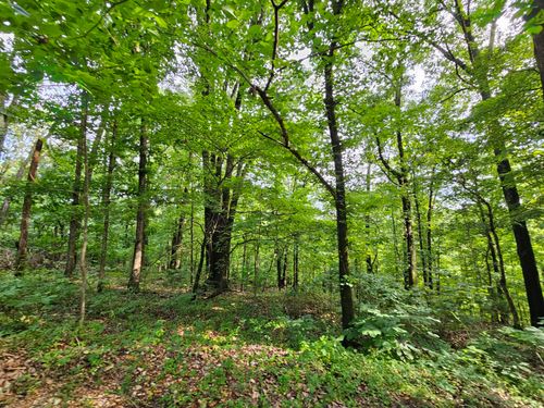 20 Ac Jesse James Road, Pineville, MO, 64856 | Card Image