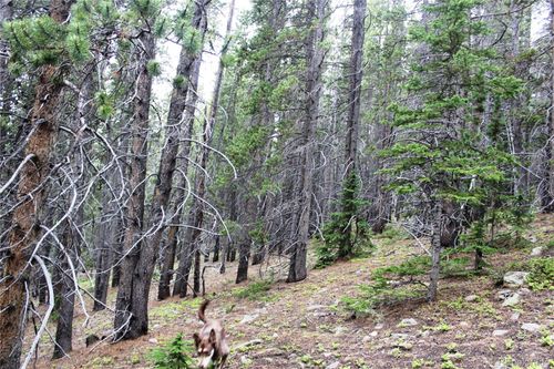 2 Lamartine Road, Idaho Springs, CO, 80452 | Card Image