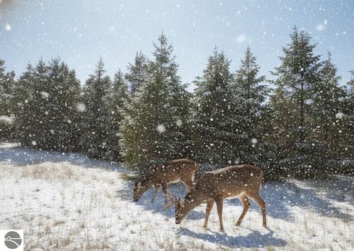 3 Spruce Hollow Trce, Fife Lake, MI, 49633 | Card Image