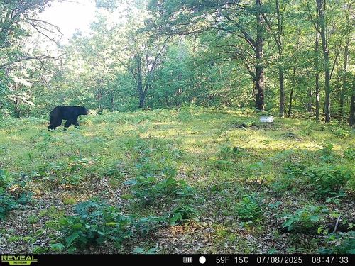 V/L N Hawkins Road, Ellsworth Township, MI, 49656 | Card Image