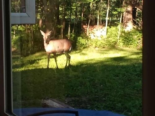 28350 Moose Horn Ln, Sturgeon Lake, MN, 55783 | Card Image