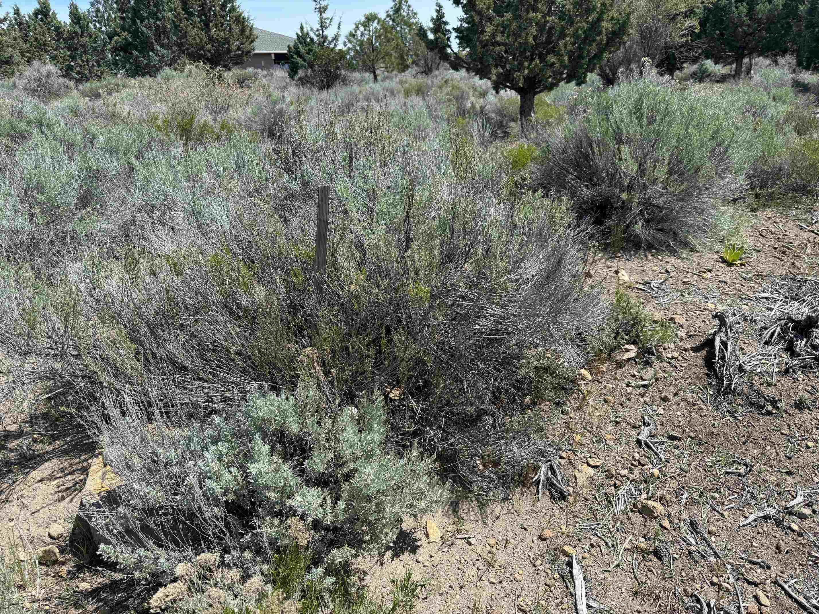 Land in Weed 3