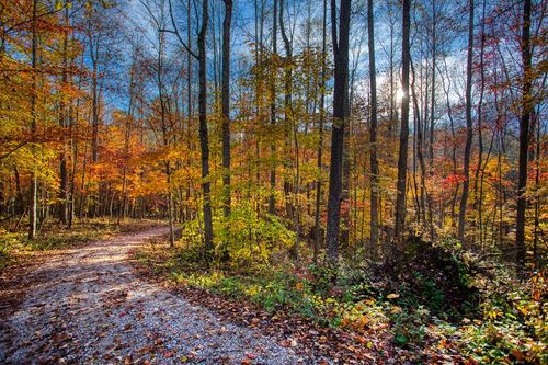 1192 Shellotte Loop Rd, Pall Mall, TN, 38577-5133 | Card Image