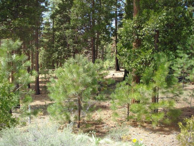 745 Blacktail Rdg, Home with 0 bedrooms, 0 bathrooms and null parking in Portola CA | Image 4