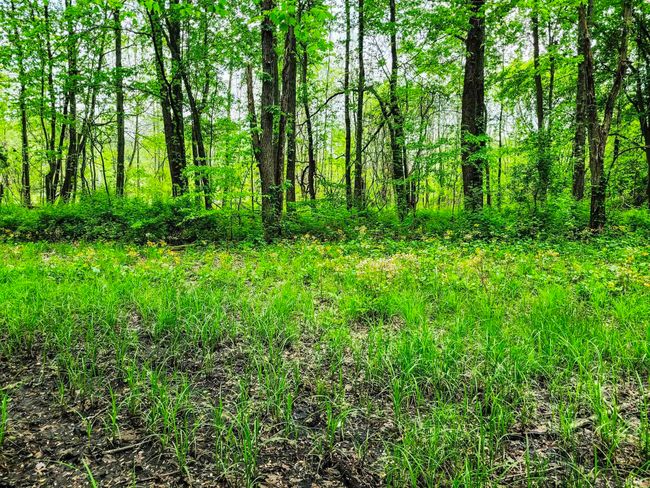 0 Highway 31 N, Home with 0 bedrooms, 0 bathrooms and null parking in Henryville IN | Image 7