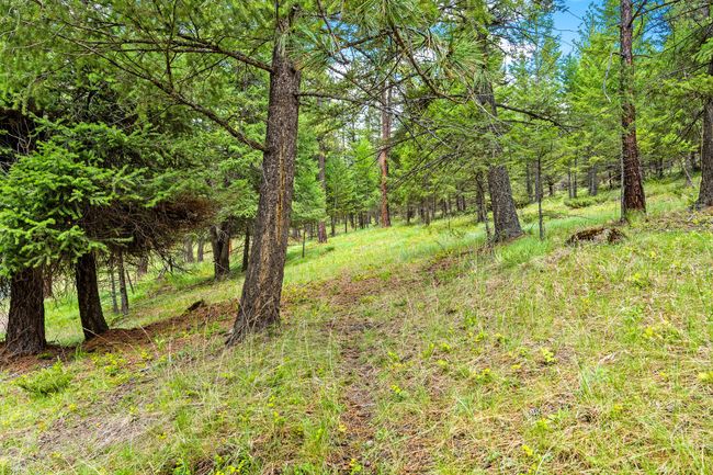 Strategically thinned trees create a secluded feel while maintaining natural beauty | Image 51