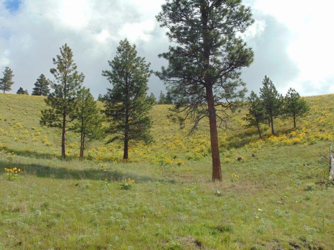 27235 Lazy Springs Rd, Home with 0 bedrooms, 0 bathrooms and null parking in Clinton MT | Image 88
