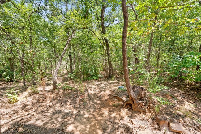 View of local wilderness | Image 4