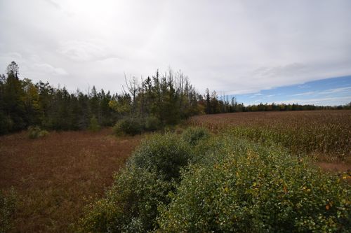 1 Ross Lake Rd, Laona, WI, 54541 | Card Image