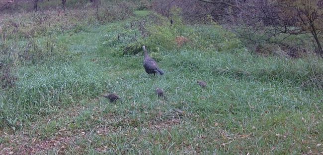 Turkeys | Image 36