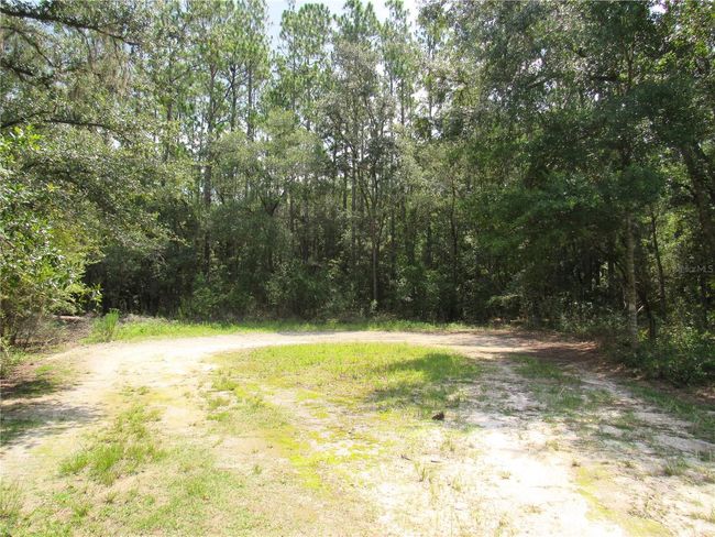Ocala Highlands West Subdivision Is Off Main Road 464 B--This Beautiful 1.33 Acre Property is located Off Lime-Stone/Dirt Road. Private Peaceful and Tranquil With an Abundant of Florida Wildlife. | Image 4