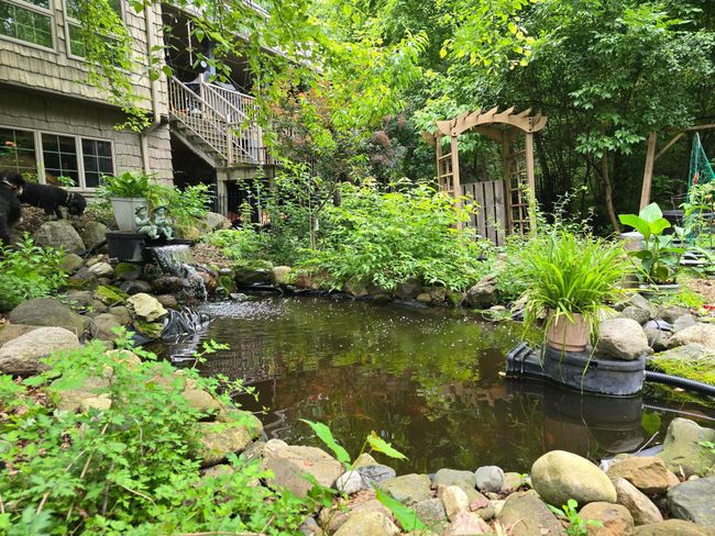 Koi pond in summer with waterfall. | Image 80