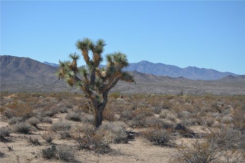 3271 S Arlington Rd, Yucca, AZ, 86438 | Card Image