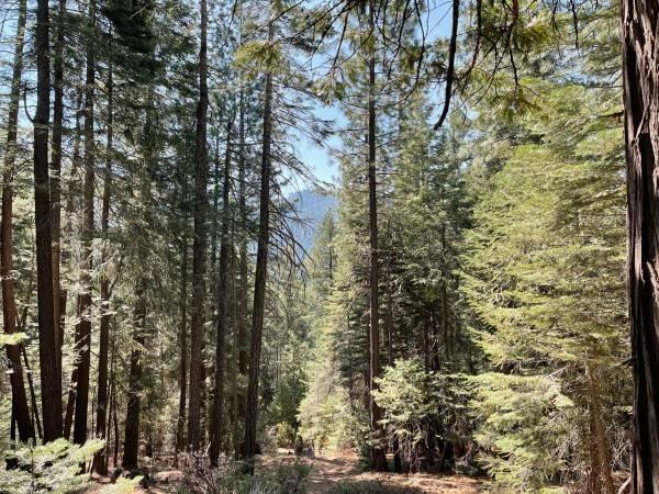 Land in Nevada City 3