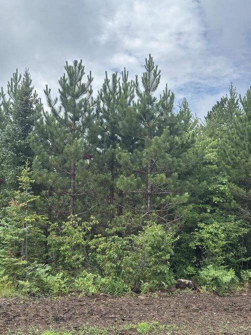 lot-8-rns-NEAR Cth Y S, Tomahawk, WI, 54487 | Card Image