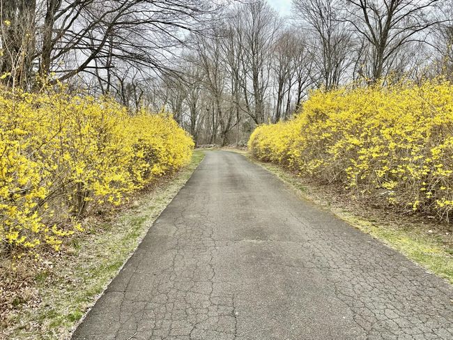 Owner photo showing forsythia in bloom. NOTE: photo taken prior to the NEW driveway. | Image 38