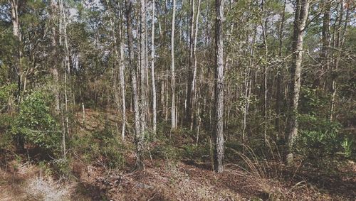 130 Se 5th St, Palatka, FL, 32177 | Card Image