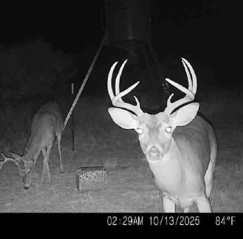 TBD 158.50 Acres, Trent, TX, 79561 | Card Image