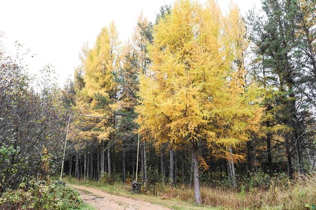 7839 Stromberg Rd, House other with 3 bedrooms, 1 bathrooms and null parking in Embarrass MN | Image 4