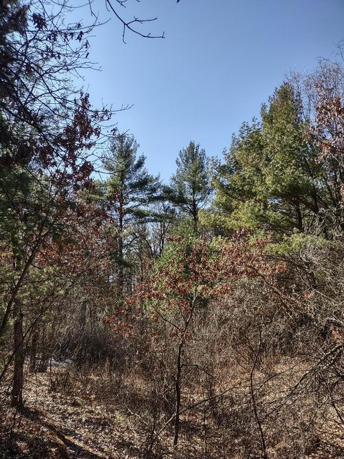 Lots 41, 42, 43 S Red Pine Trail, Black River Falls, WI, 54615 | Card Image
