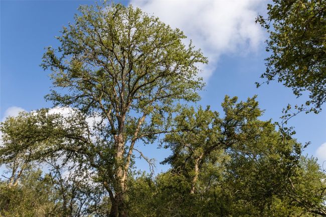 View of nature | Image 4