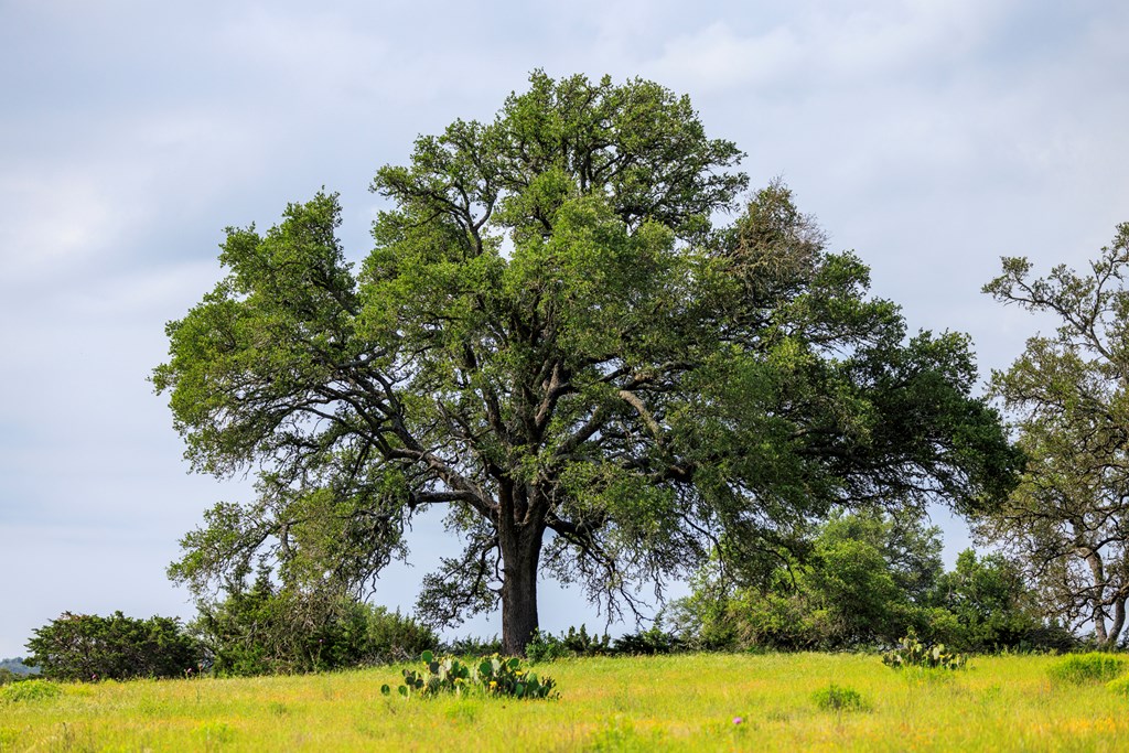 Land in Fredericksburg 4