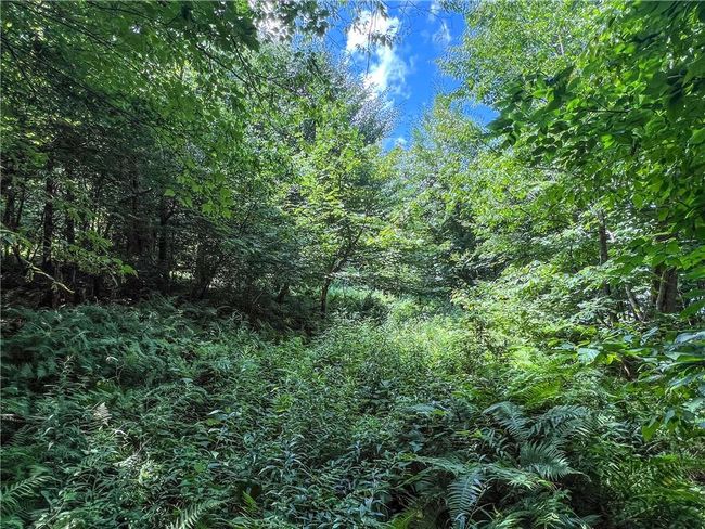 22+ Acres | Image 20