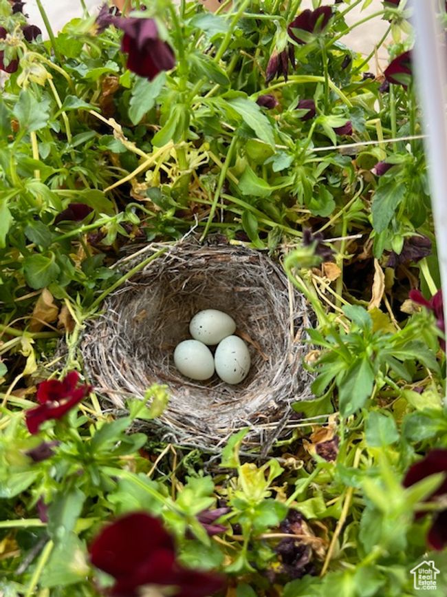 Third surprise, and so maybe birds included with sale :-) | Image 31