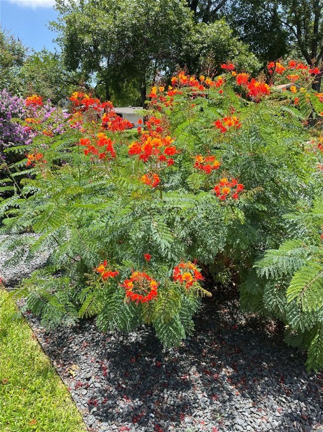 Pride of Barbados | Image 34