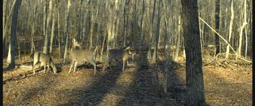 0 Preacher Spry Rd, Bradyville, TN, 37026 | Card Image