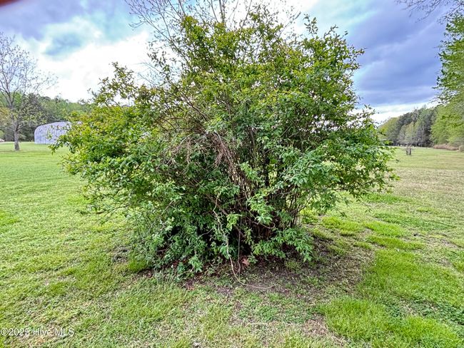 blueberry | Image 45