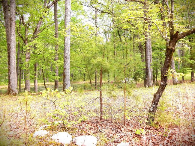 Pond 1 | Image 16